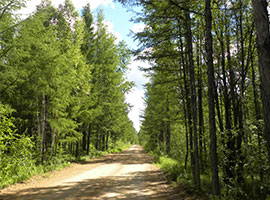 呼伦贝尔旅游，莫尔道嘎国家森林公园
